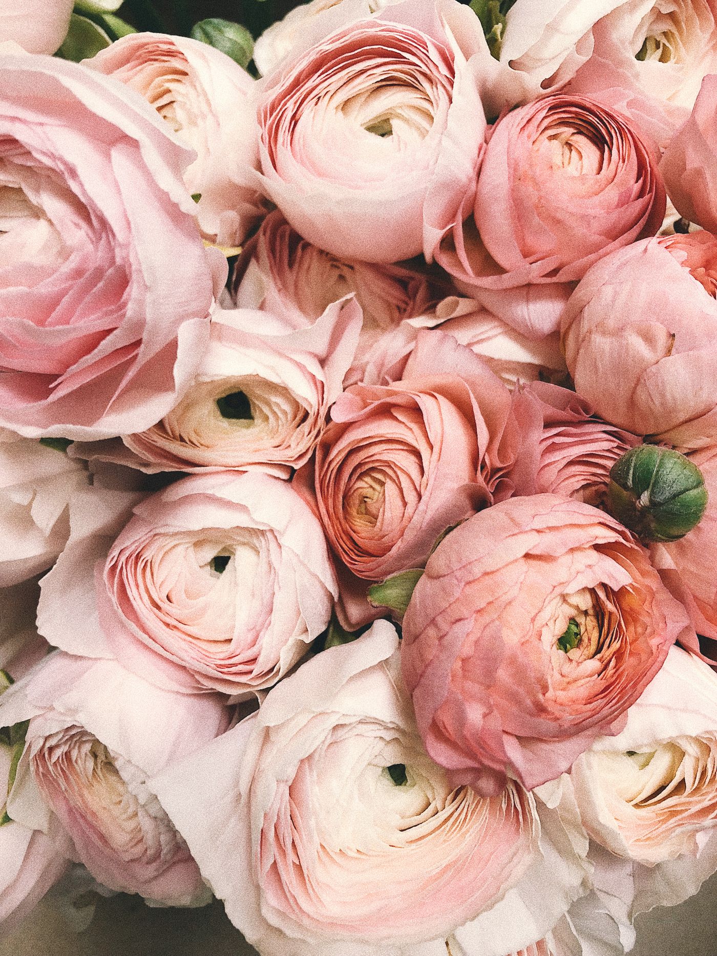 Wednesday bunches, still wet